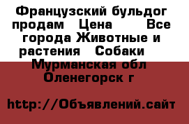 Французский бульдог продам › Цена ­ 1 - Все города Животные и растения » Собаки   . Мурманская обл.,Оленегорск г.